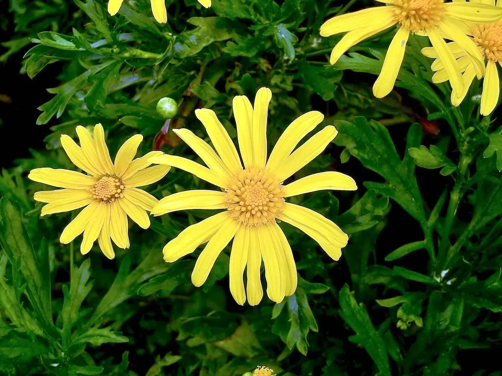 Euryops chrysanthemoides