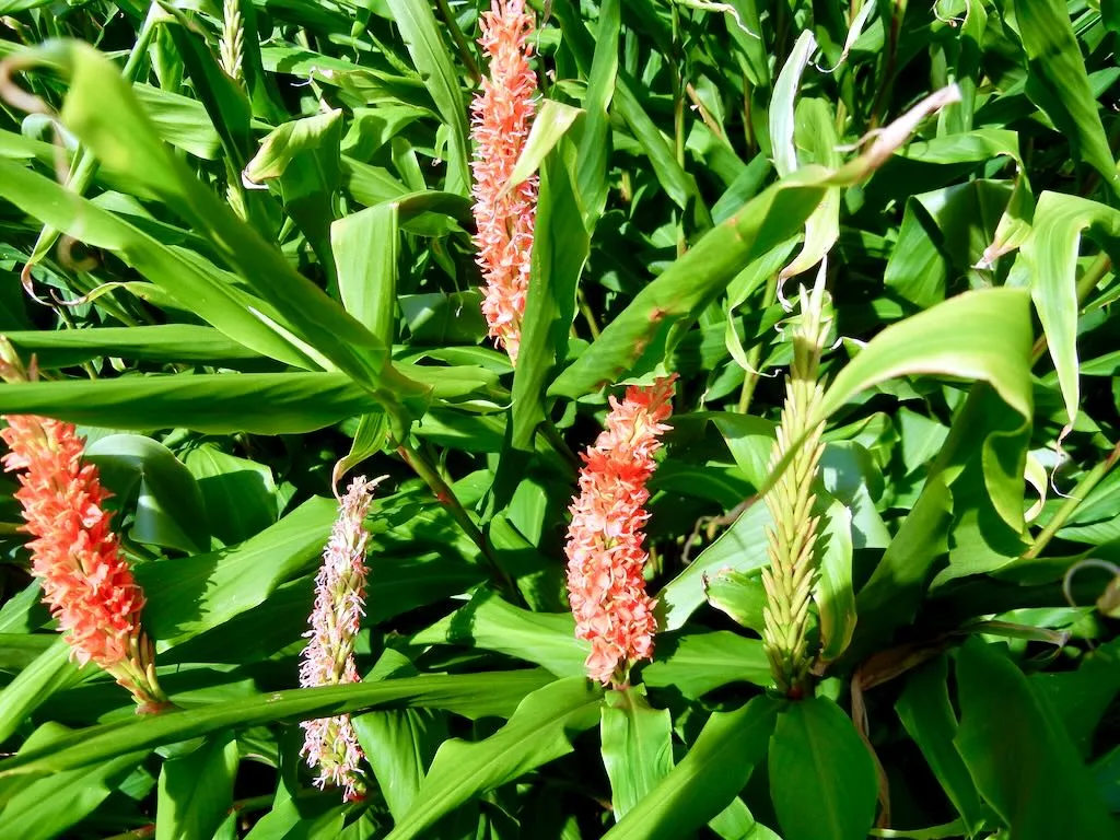 Hedychium densiflorum Assam Orange-1 - Online Flower Garden Hedychium densiflorum'Assam Orange'
