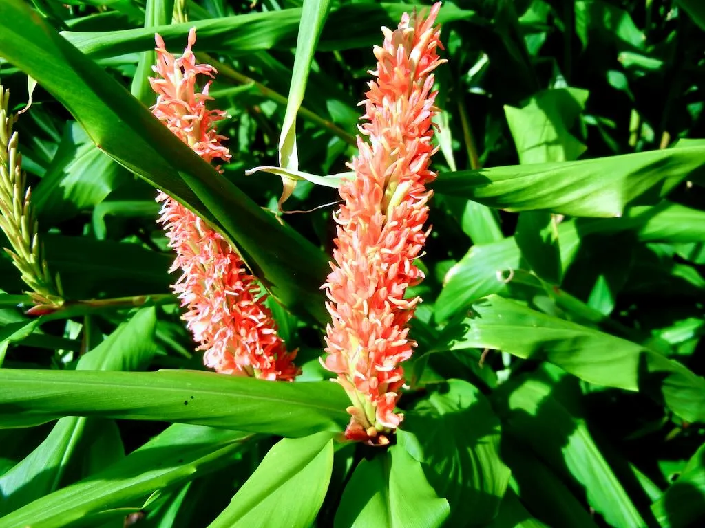 Hedychium densiflorum Assam Orange - Online Flower Garden Hedychium densiflorum 'Assam Orange'