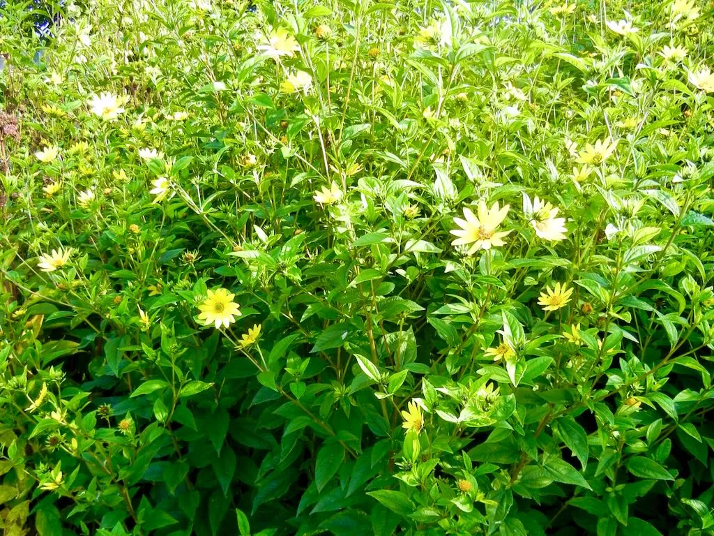 Helianthus'Lemon Queen'