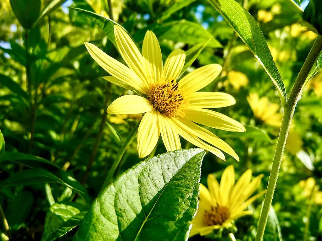 Helianthus 'Lemon Queen'