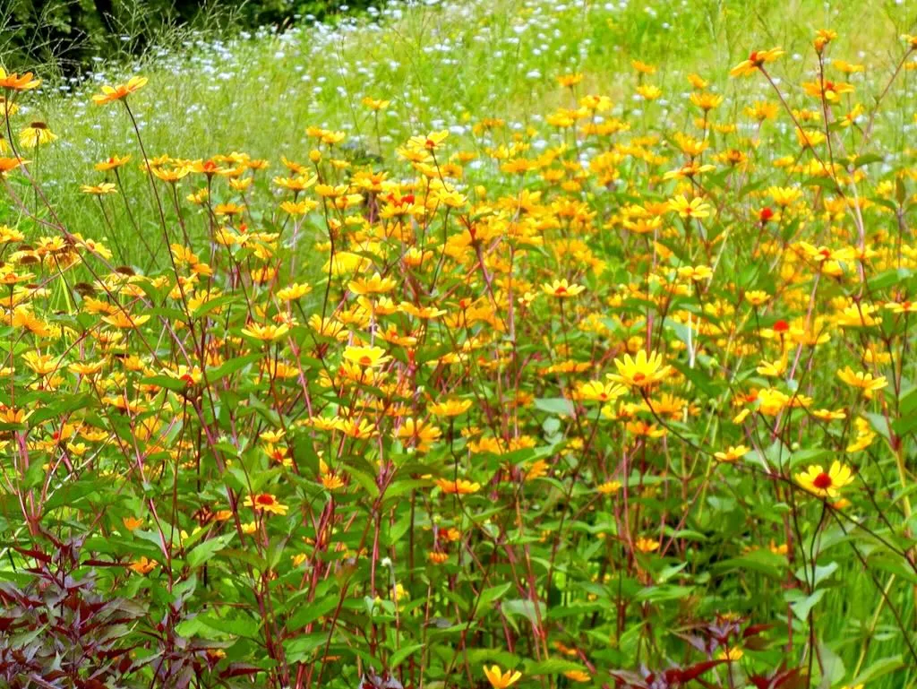 Heliopsis helianthoides-1 - Online Flower Garden Heliopsis helianthoides