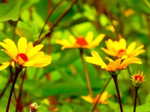 Heliopsis helianthoides