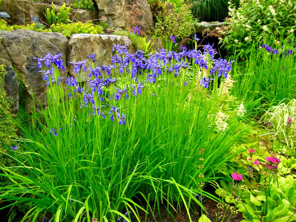 Iris bulleyana