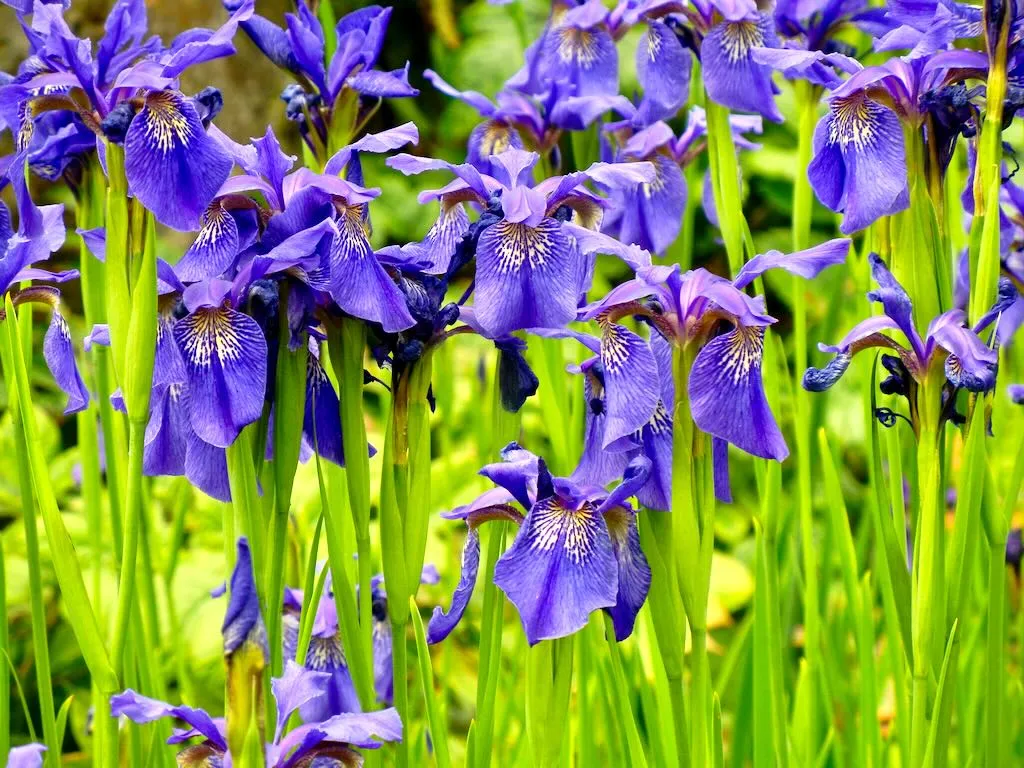 Iris bulleyana