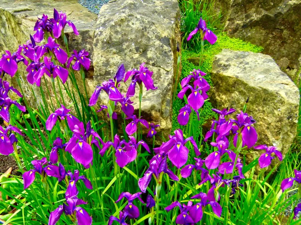 Iris ensata-1 - Online Flower Garden Iris ensata or Iris kaempferi