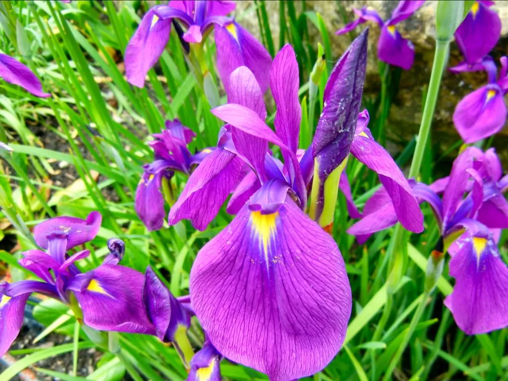 Iris ensata - Online Flower Garden Iridaceae Iris ensata or Iris kaempferi