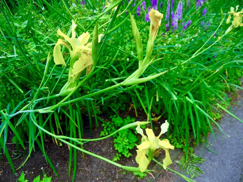 Iris wilsonii