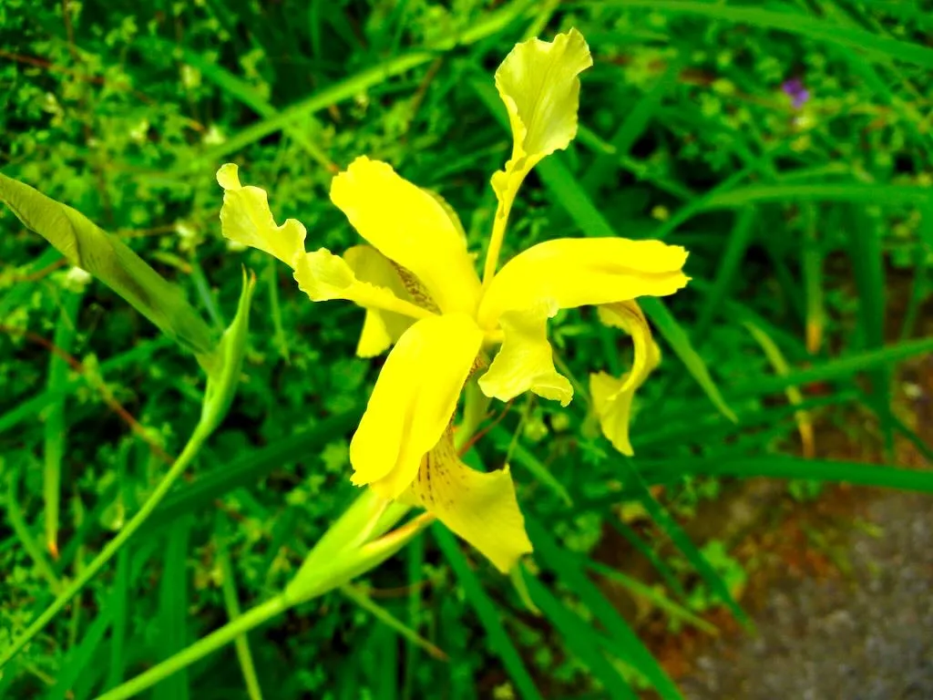Iris wilsonii