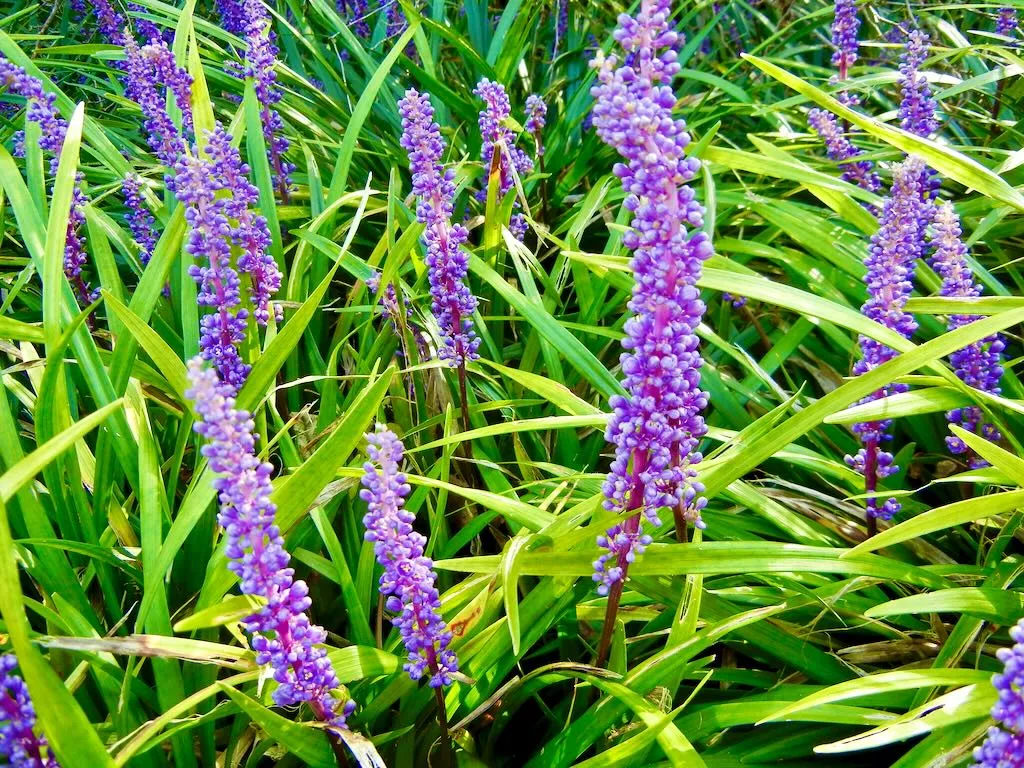 Asparagaceae Liriope muscari