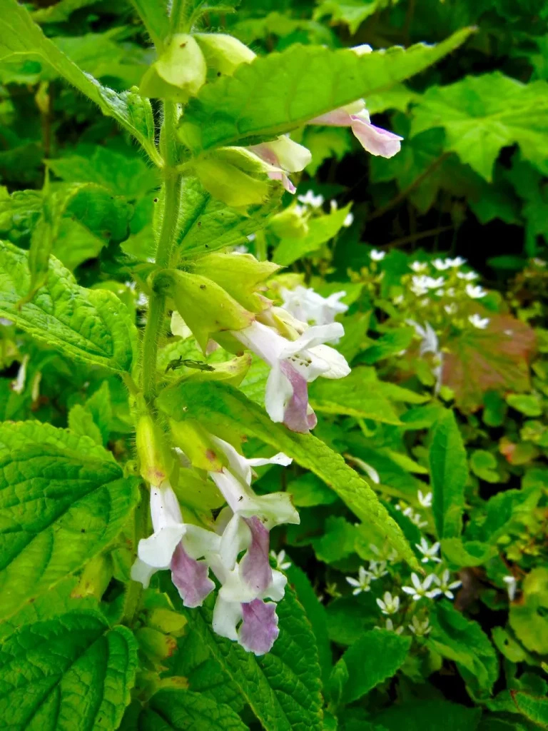 Melittis melissophyllum-1 - Online Flower Garden Melittis melissophyllum