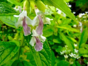 Melittis melissophyllum