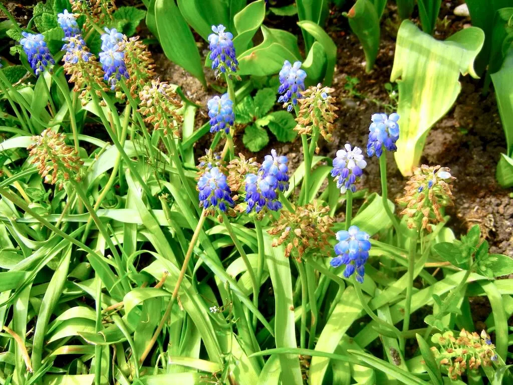 Muscari neglectum-1 - Online Flower Garden Muscari neglectum