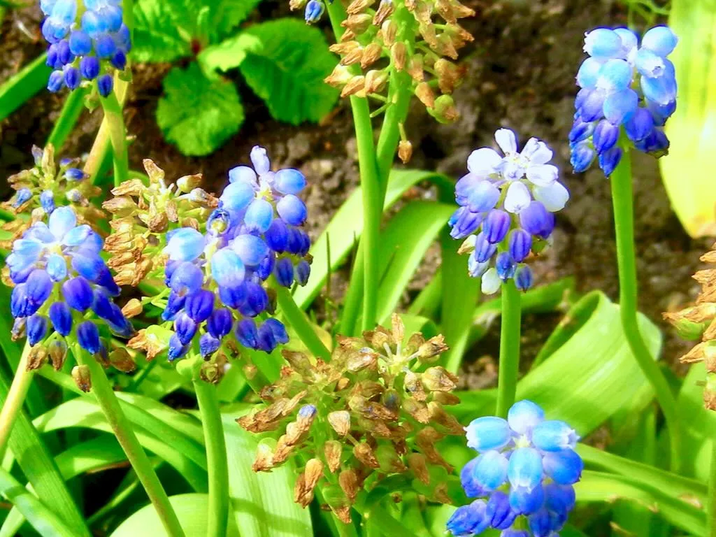Muscari neglectum