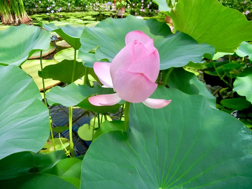 Nelumbo nucifera komarovii - Online Flower Garden Nelumbo nucifera 'komarovii'