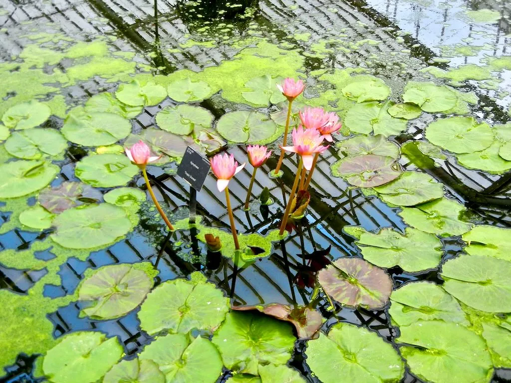 Nymphaea'Tropic Sunset'