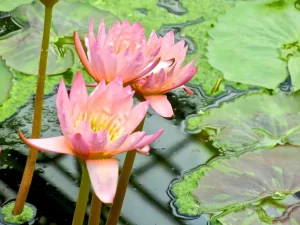 Nymphaea 'Tropic Sunset'