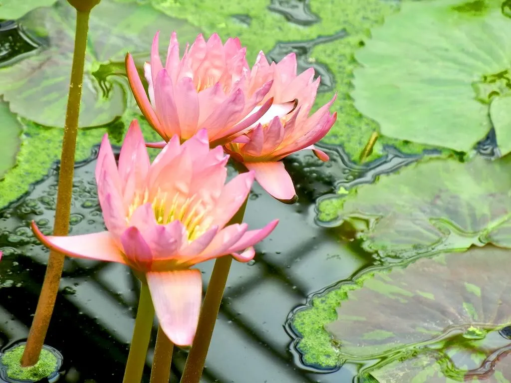 Nymphaea 'Tropic Sunset'