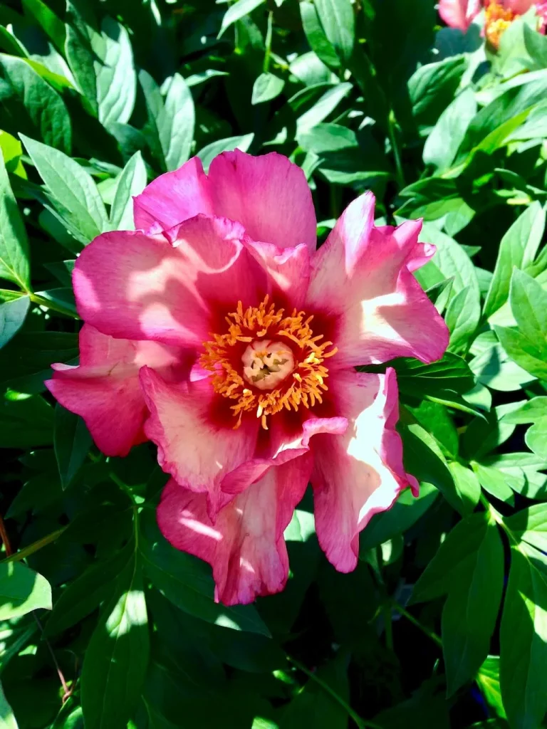 Paeonia Takara-1 - Online Flower Garden Paeonia'Takara': an Itoh Peony