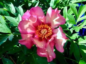 Paeonia 'Takara': an Itoh Peony