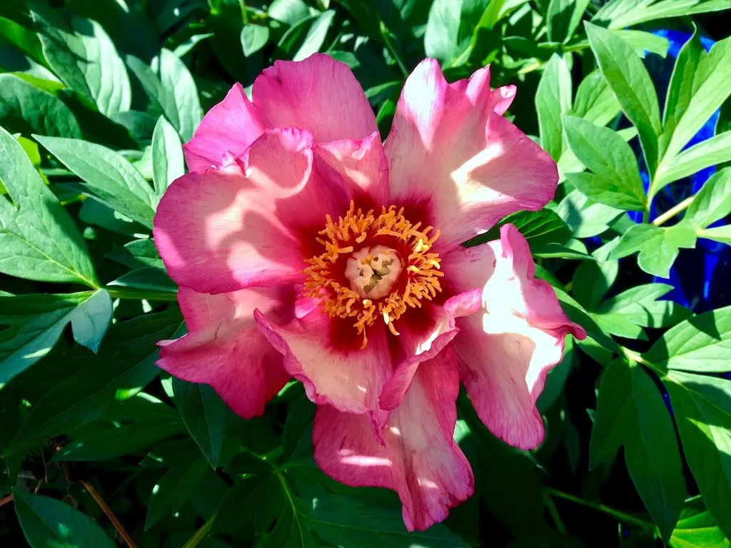 Paeonia Takara - Online Flower Garden Paeonia 'Takara': an Itoh Peony