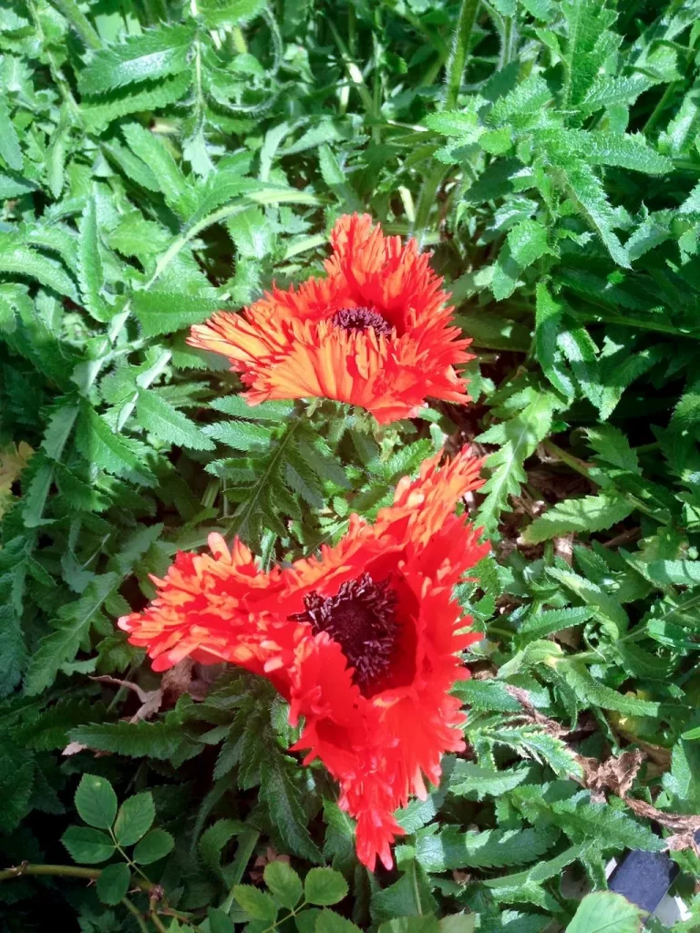 Papaver Türkenlouis-1 - Online Flower Garden Papaver'Türkenlouis'