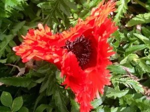 Papaver 'Türkenlouis'