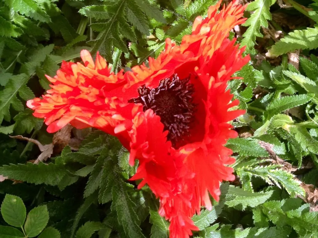 Papaver Türkenlouis - Online Flower Garden Papaver 'Türkenlouis'