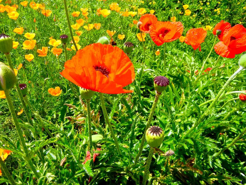 Papaver pseudo-orientale