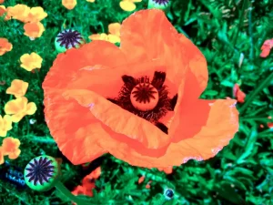 Papaver pseudo-orientale