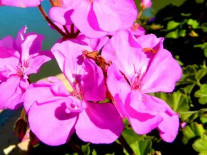 Pelargonium 'Moonlight Violino'