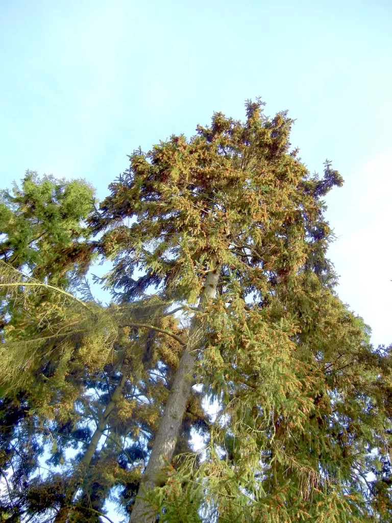 Picea abies-1 - Online Flower Garden Picea abies