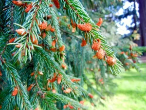 Picea abies