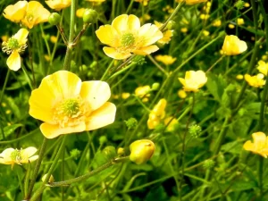 Ranunculus Acris