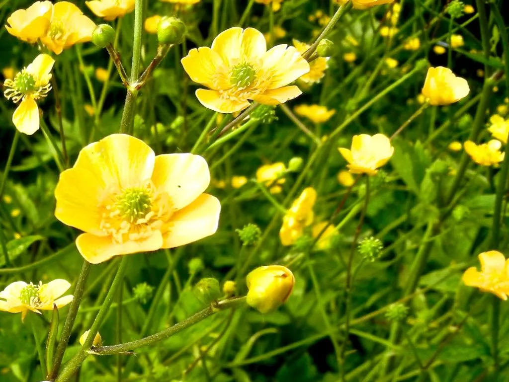 Ranunculus Acris - Online Flower Garden Ranunculus Acris