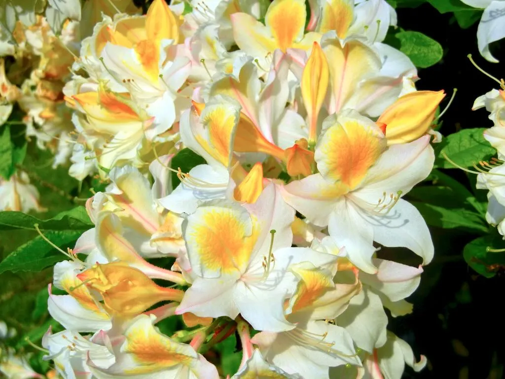 Rhododendron'Bridesmaid'