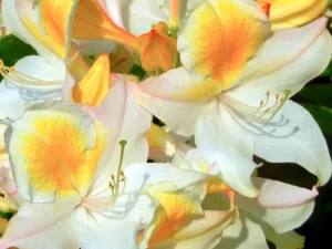 Rhododendron 'Bridesmaid'
