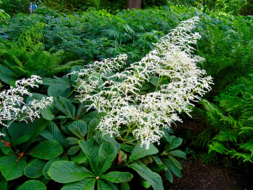Rodgersia aesculifolia