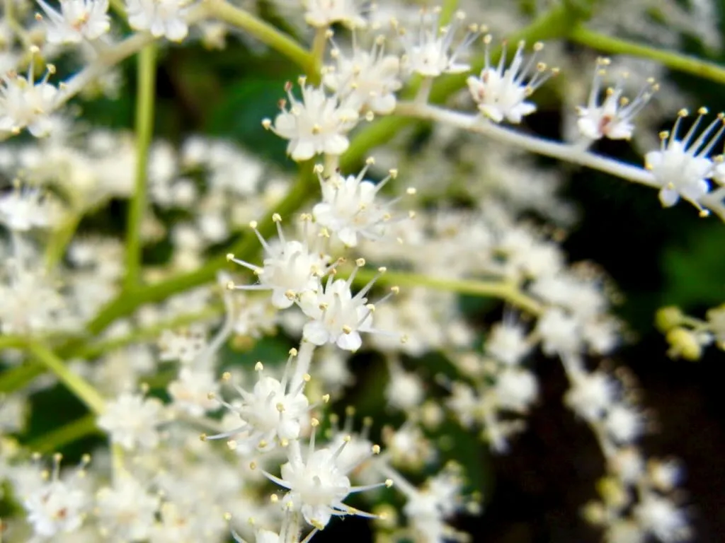 Saxifragaceae Rodgersia aesculifolia