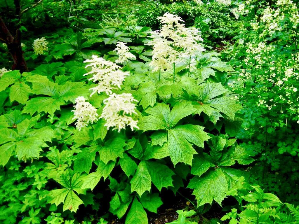 Rodgersia podophylla