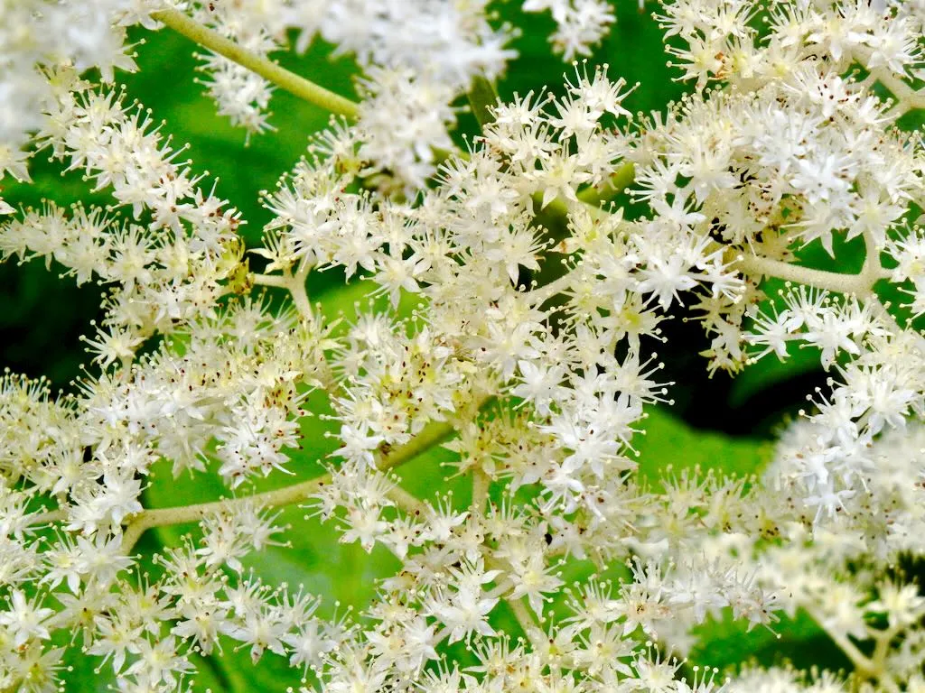 Rodgersia podophylla