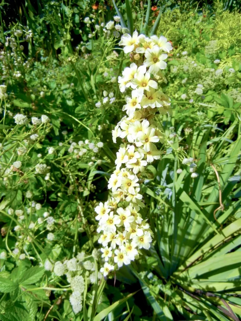 Sisyrinchium striatum