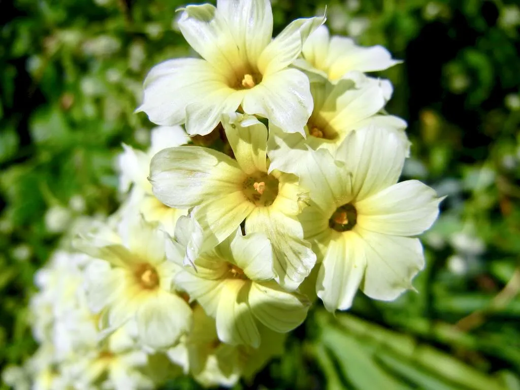 Sisyrinchium striatum - Online Flower Garden Iridaceae Sisyrinchium striatum