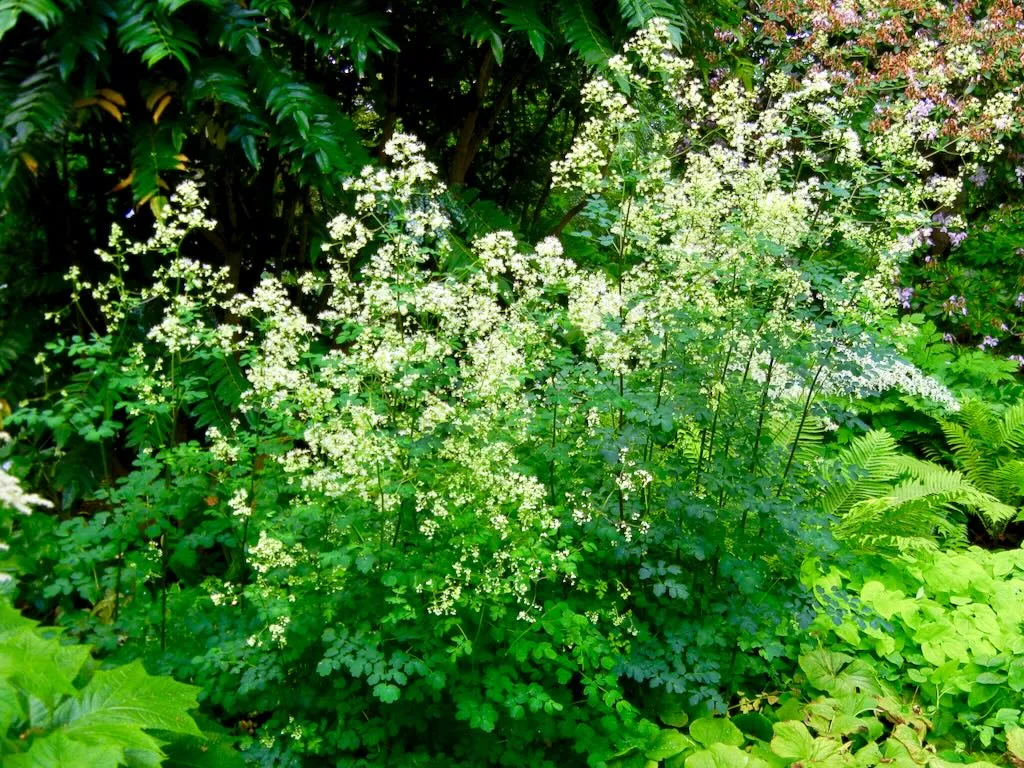 Thalictrum polygamum
