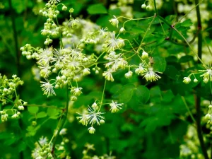 Thalictrum polygamum