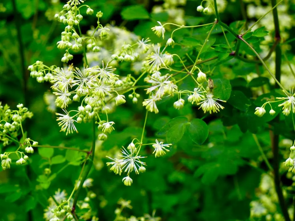Ranunculaceae Thalictrum polygamum