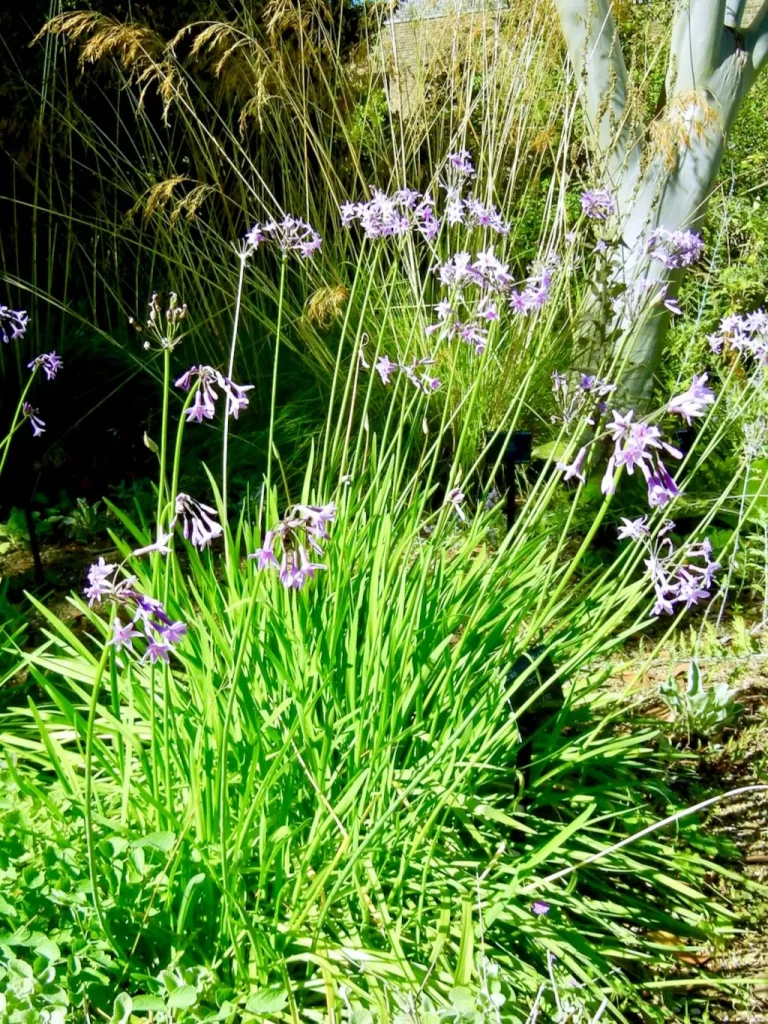 Tulbaghia violacea-1 - Online Flower Garden Tulbaghia violacea
