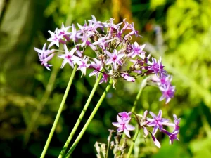Tulbaghia violacea