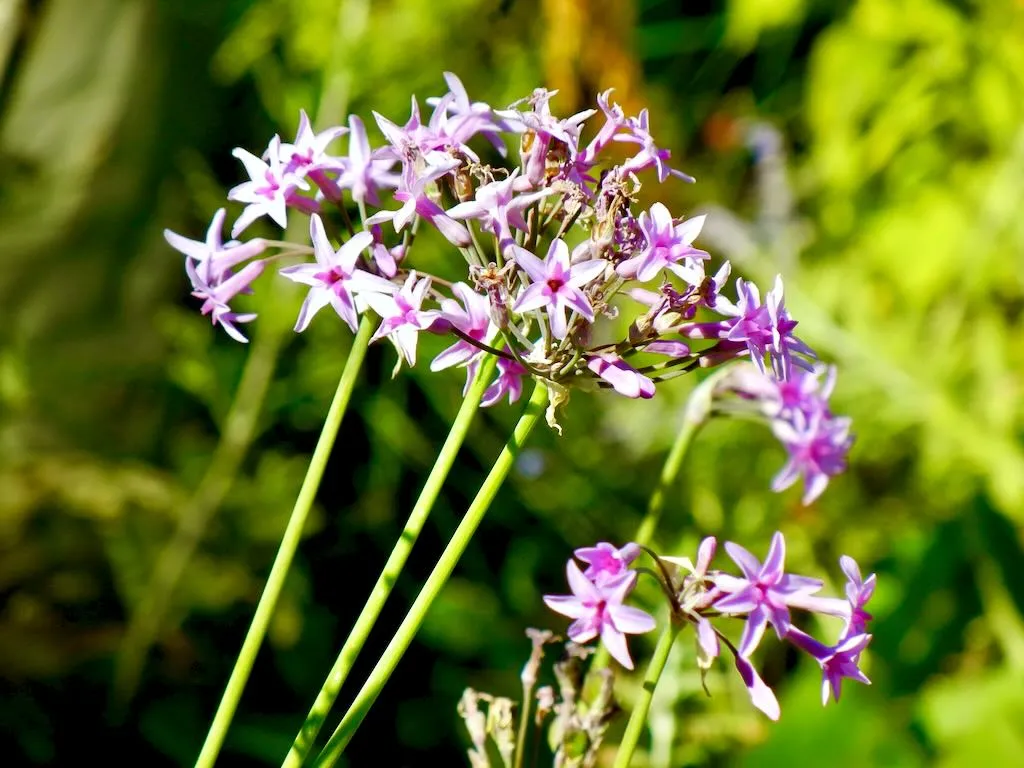 Tulbaghia violacea - Online Flower Garden Tulbaghia violacea