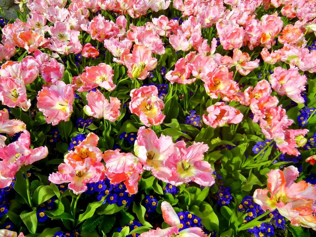 Tulipa Apricot Parrot-1 - Online Flower Garden Tulipa'Apricot Parrot'